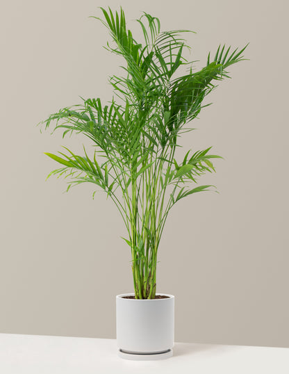 Large Cat Palm