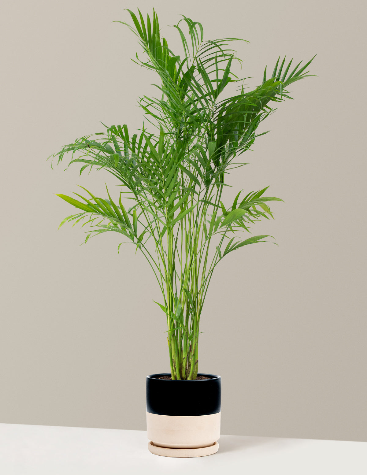 tall palm house plants Large Cat Palm Houseplant