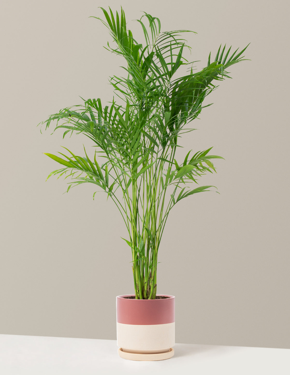 Large Cat Palm