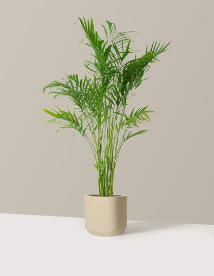 Large Cat Palm