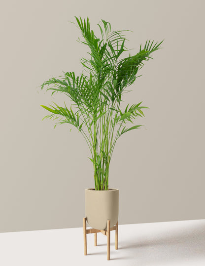 Large Cat Palm