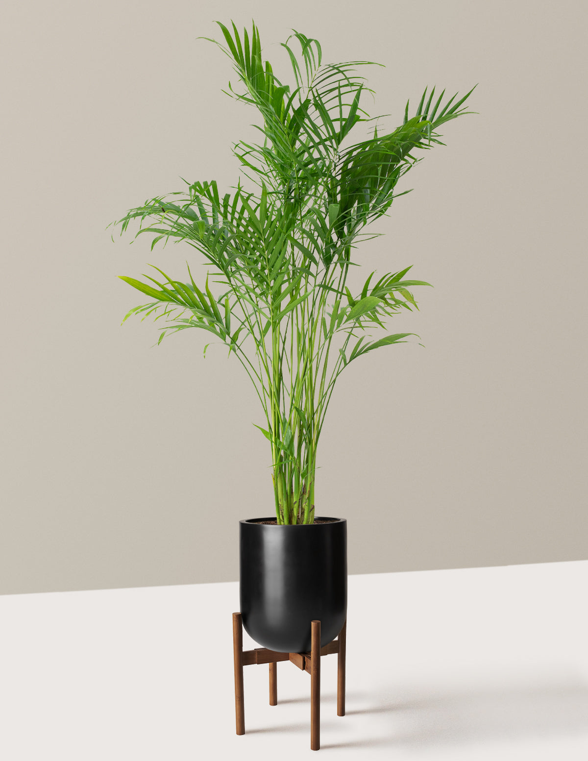 Large Cat Palm