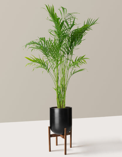 Large Cat Palm
