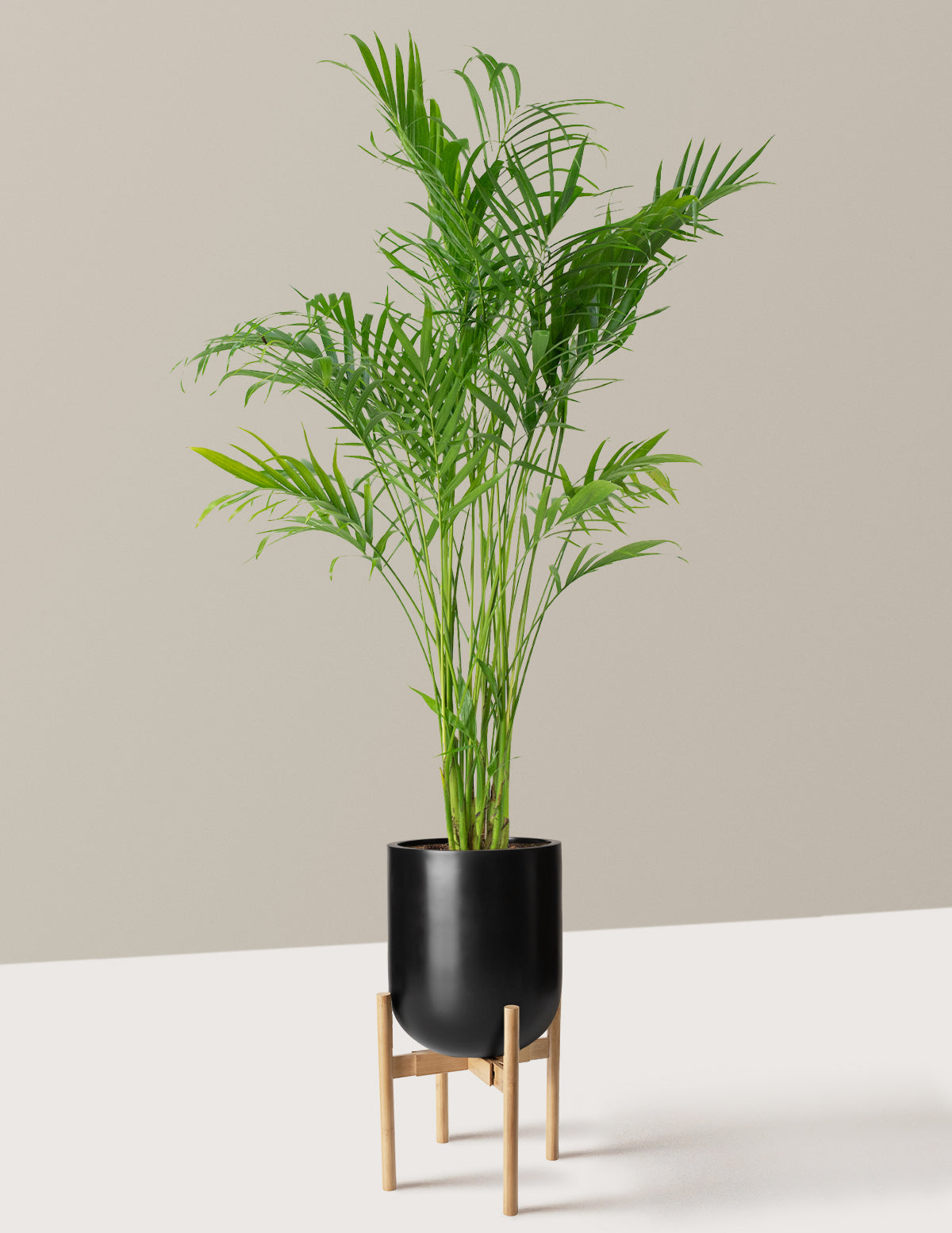 bundle | Large | Pallas | Black