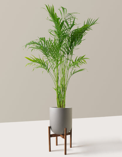 Large Cat Palm