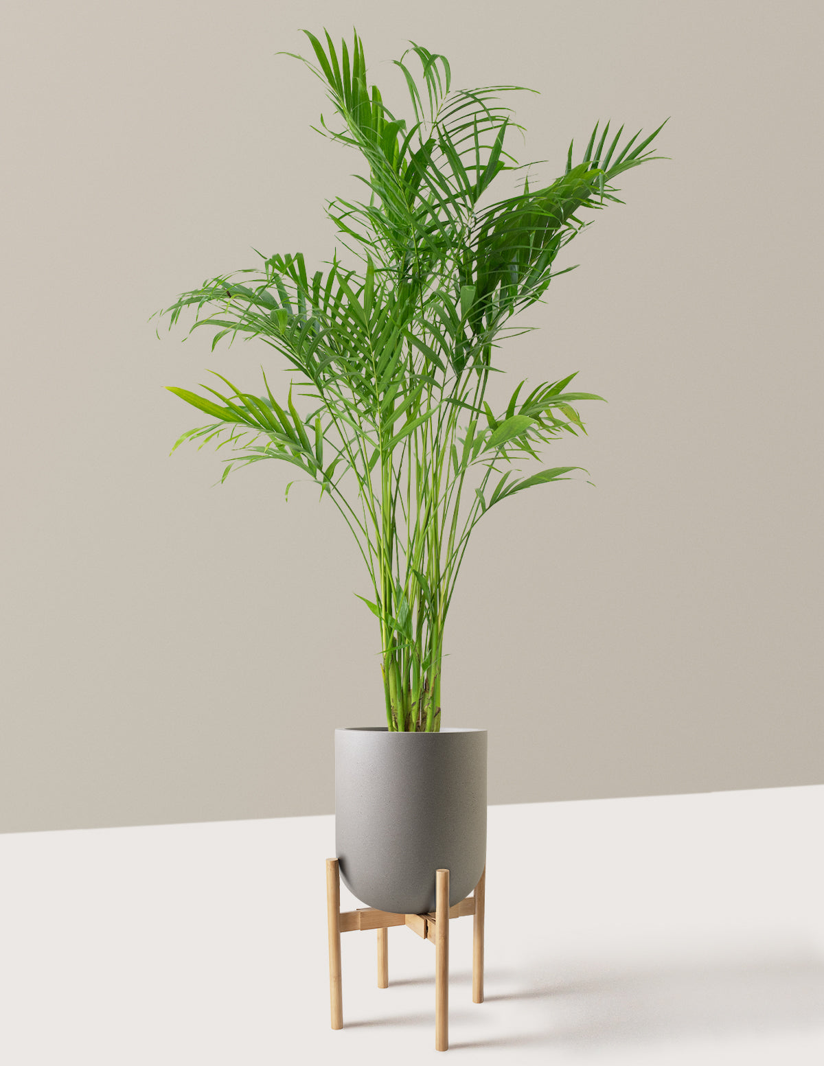 Large Cat Palm
