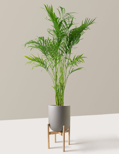 Large Cat Palm
