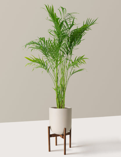 Large Cat Palm