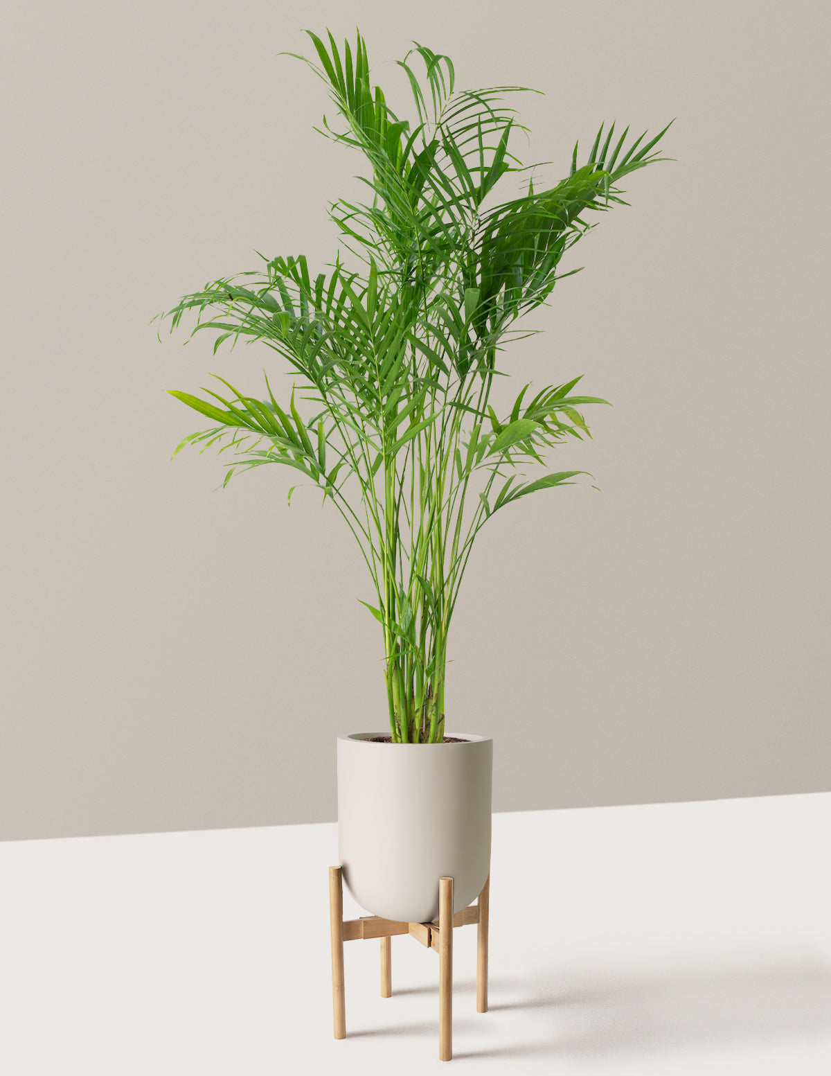 Large Cat Palm