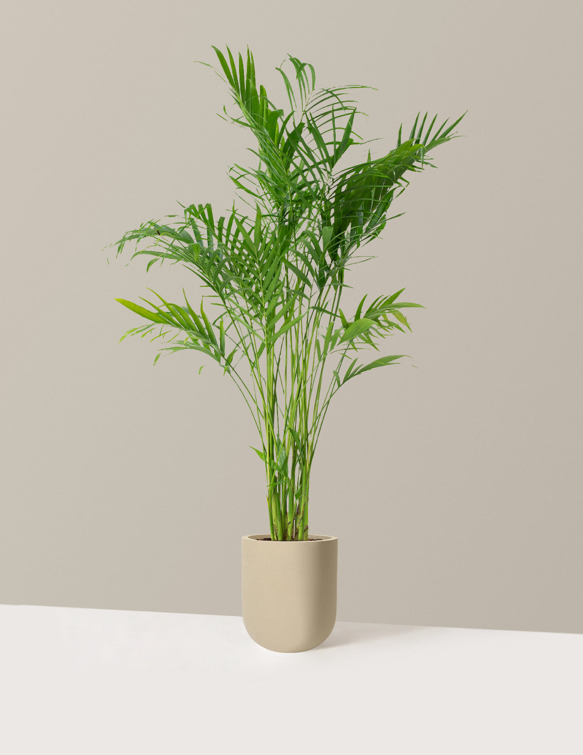 Large Cat Palm