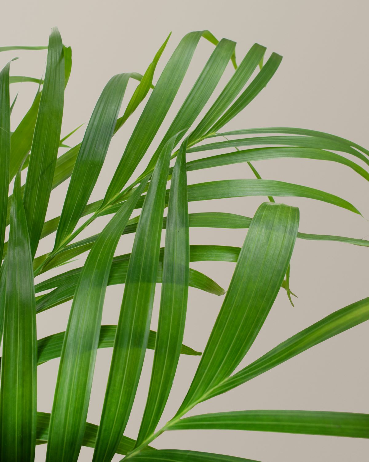 cat palm full size Large Cat Palm Houseplant
