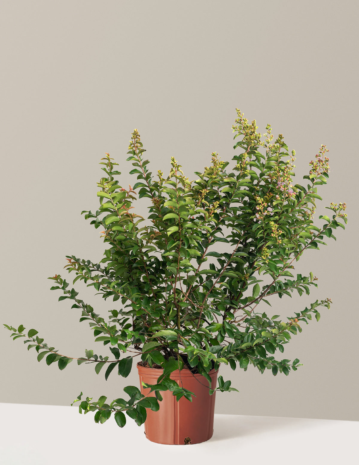 Catawba Crapemyrtle