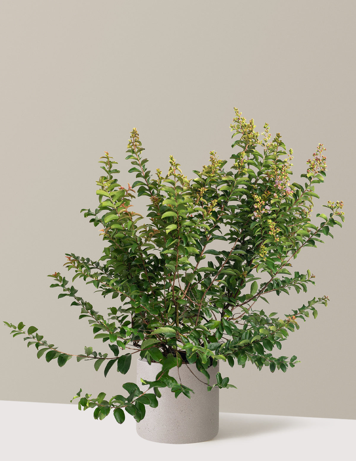 Catawba Crapemyrtle