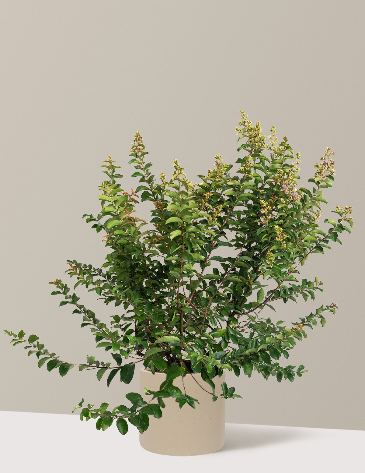 Catawba Crapemyrtle