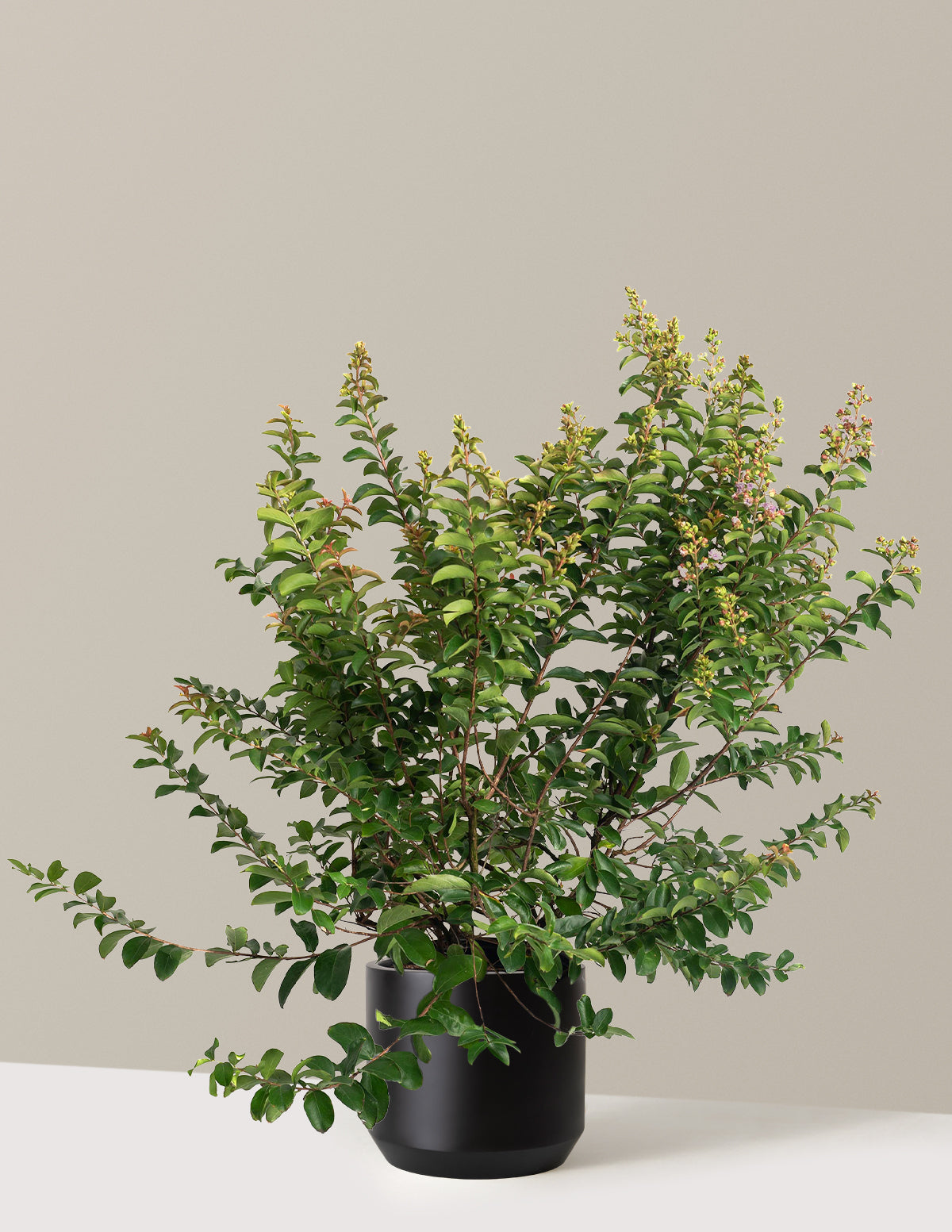 Catawba Crapemyrtle