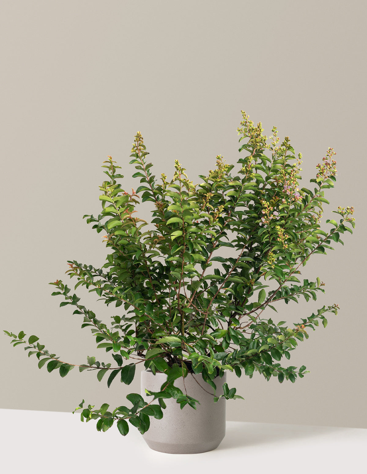 Catawba Crapemyrtle