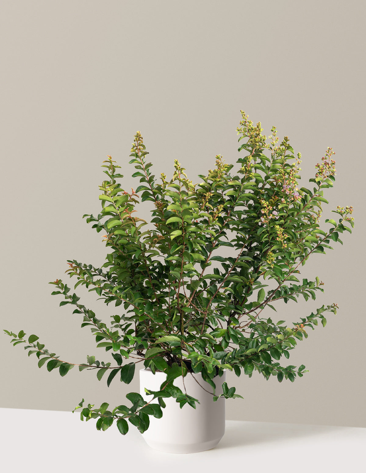 Catawba Crapemyrtle