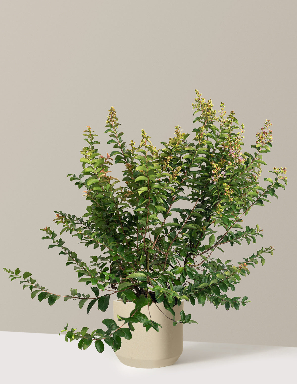 Catawba Crapemyrtle