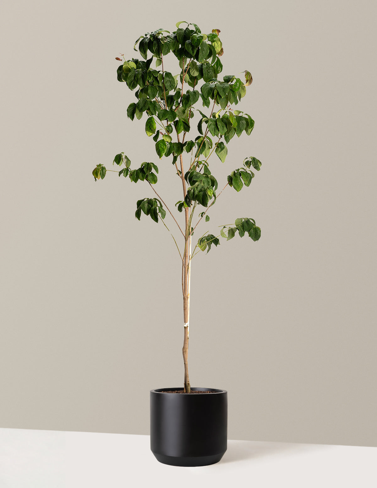 Cherokee Brave Pink Dogwood