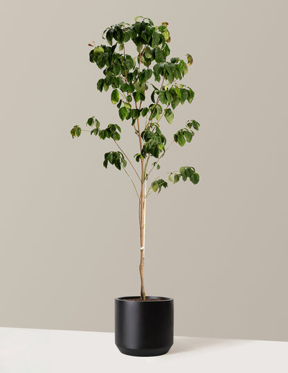 Cherokee Brave Pink Dogwood