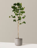 bundle | 3-4 ft. | 5G | Mexia - Cement Grey