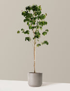 bundle | 3-4 ft. | 5G | Mexia - Cement Grey