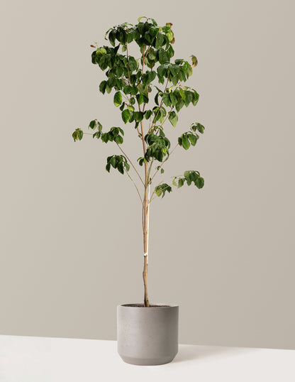 Cherokee Brave Pink Dogwood