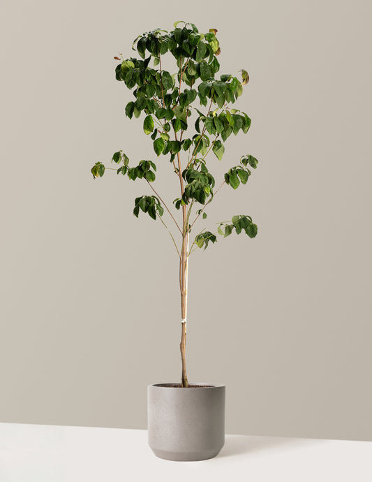 Cherokee Brave Pink Dogwood