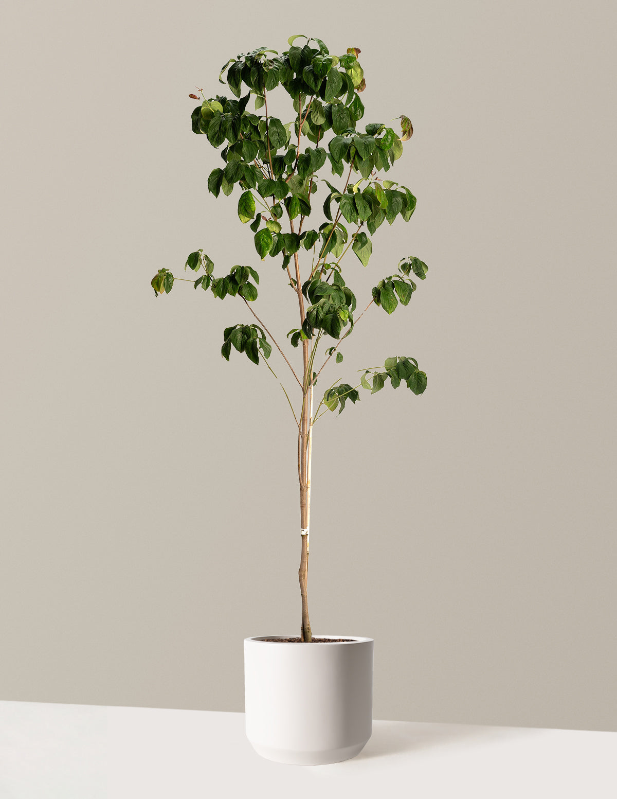 Cherokee Brave Pink Dogwood