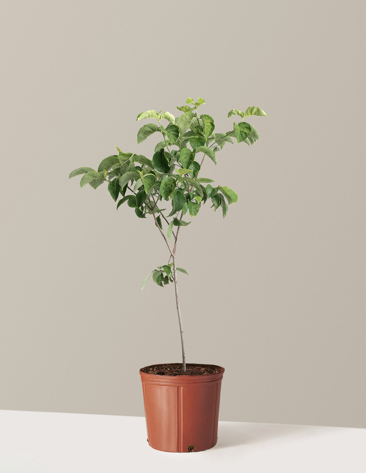 Cherokee Princess® Dogwood Tree