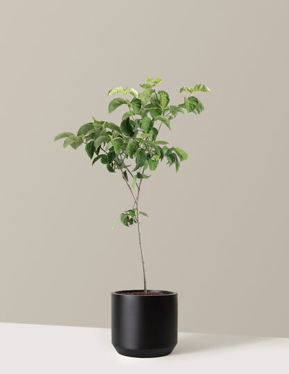 Cherokee Princess® Dogwood Tree