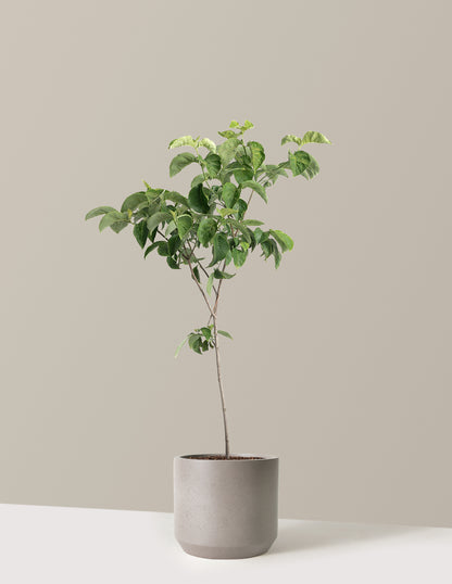 Cherokee Princess® Dogwood Tree