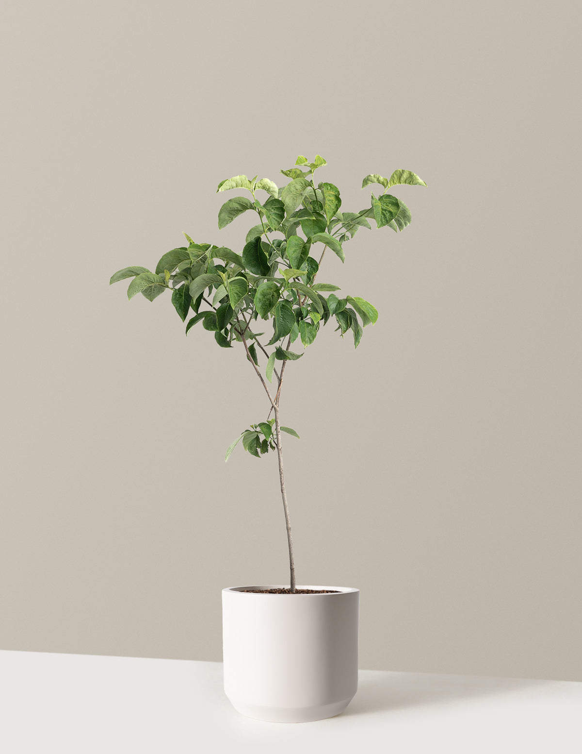 Cherokee Princess® Dogwood Tree