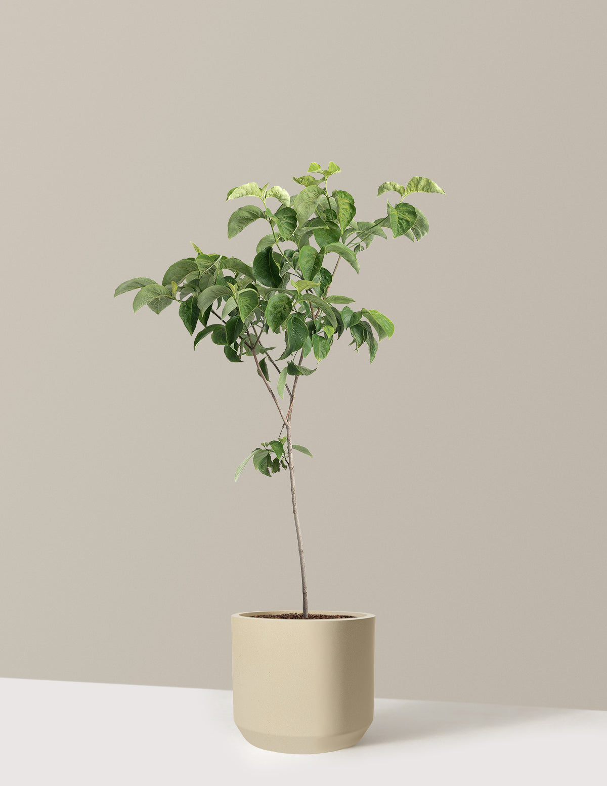 Cherokee Princess® Dogwood Tree
