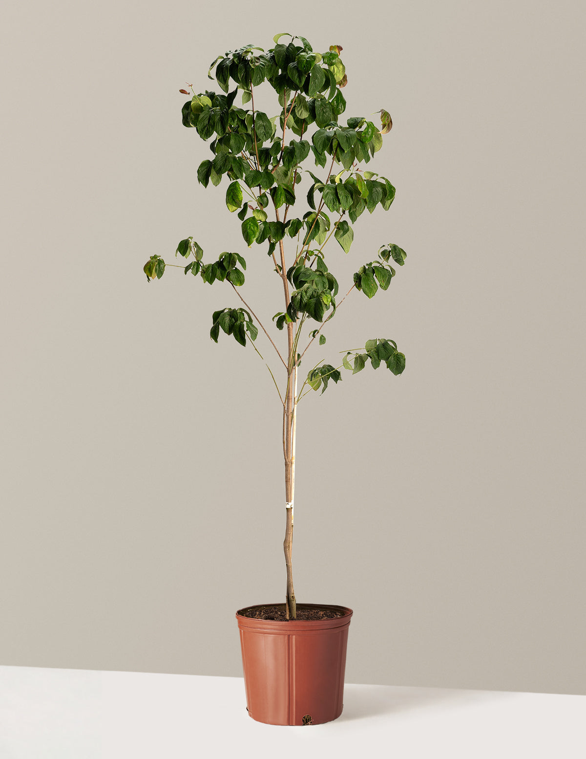 bundle | 3-4 ft. | 5G | Grow Pot