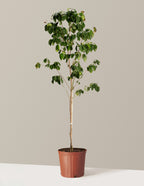 bundle | 3-4 ft. | 5G | Grow Pot