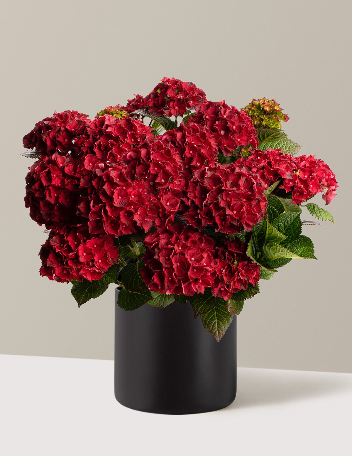 bundle | 3 Gallon | Agnes | Black