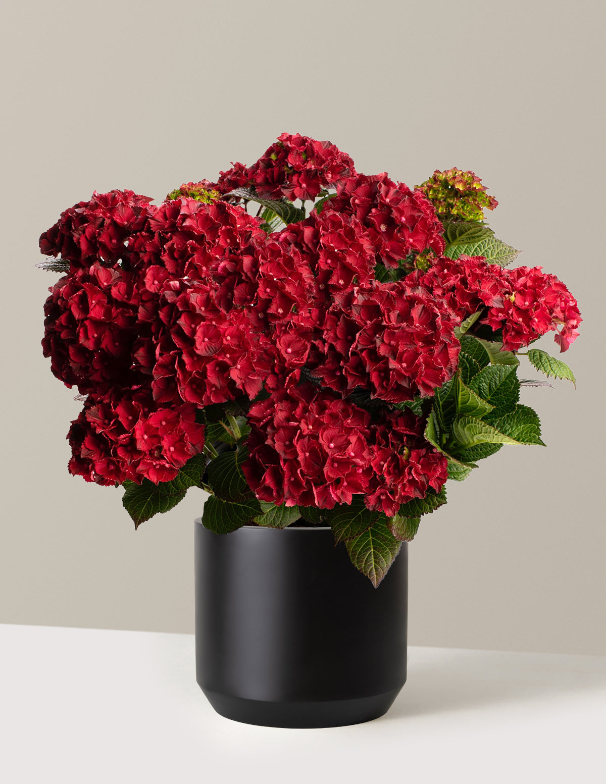 bundle | 3 Gallon | Mexia | Black