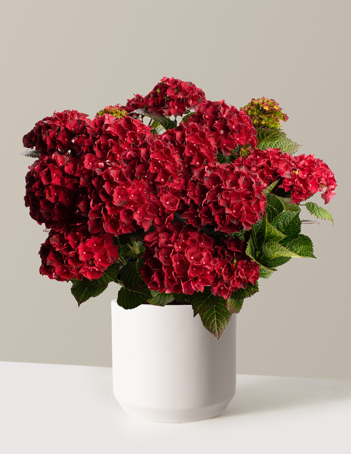 bundle | 3 Gallon | Mexia | Cream