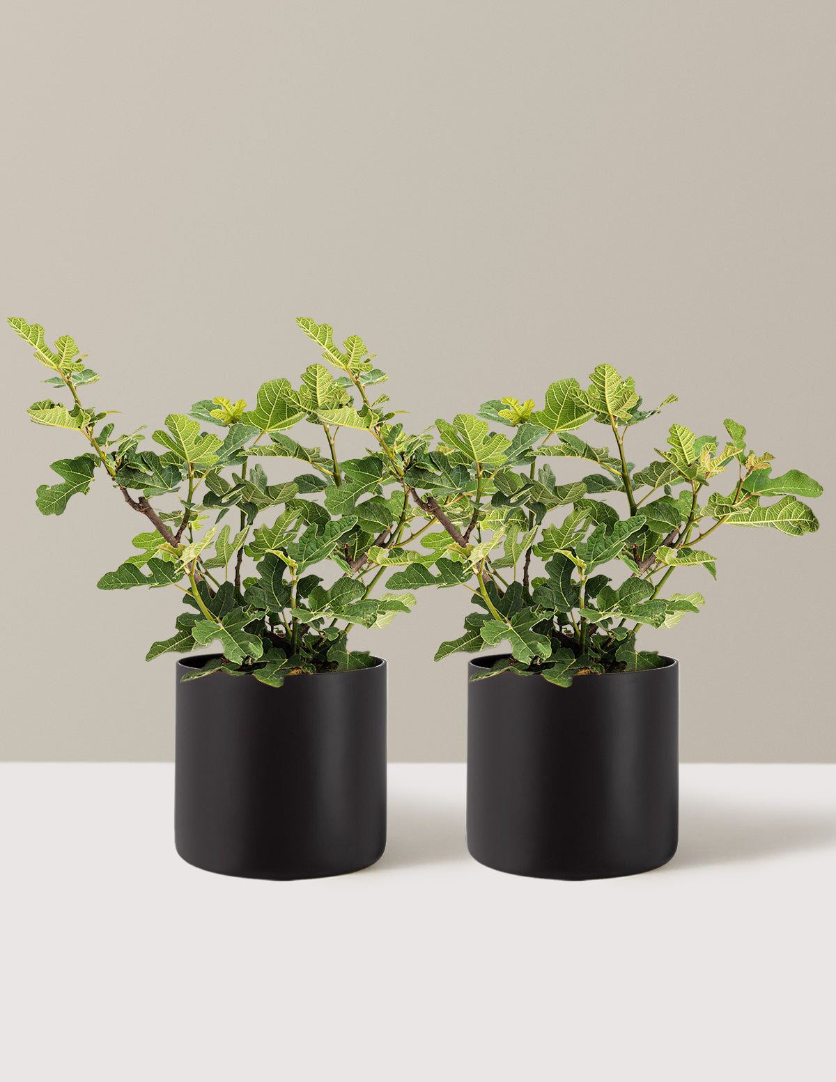 Chicago Hardy Fig Tree