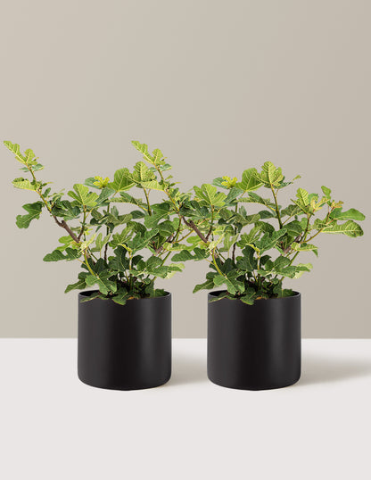 Chicago Hardy Fig Tree