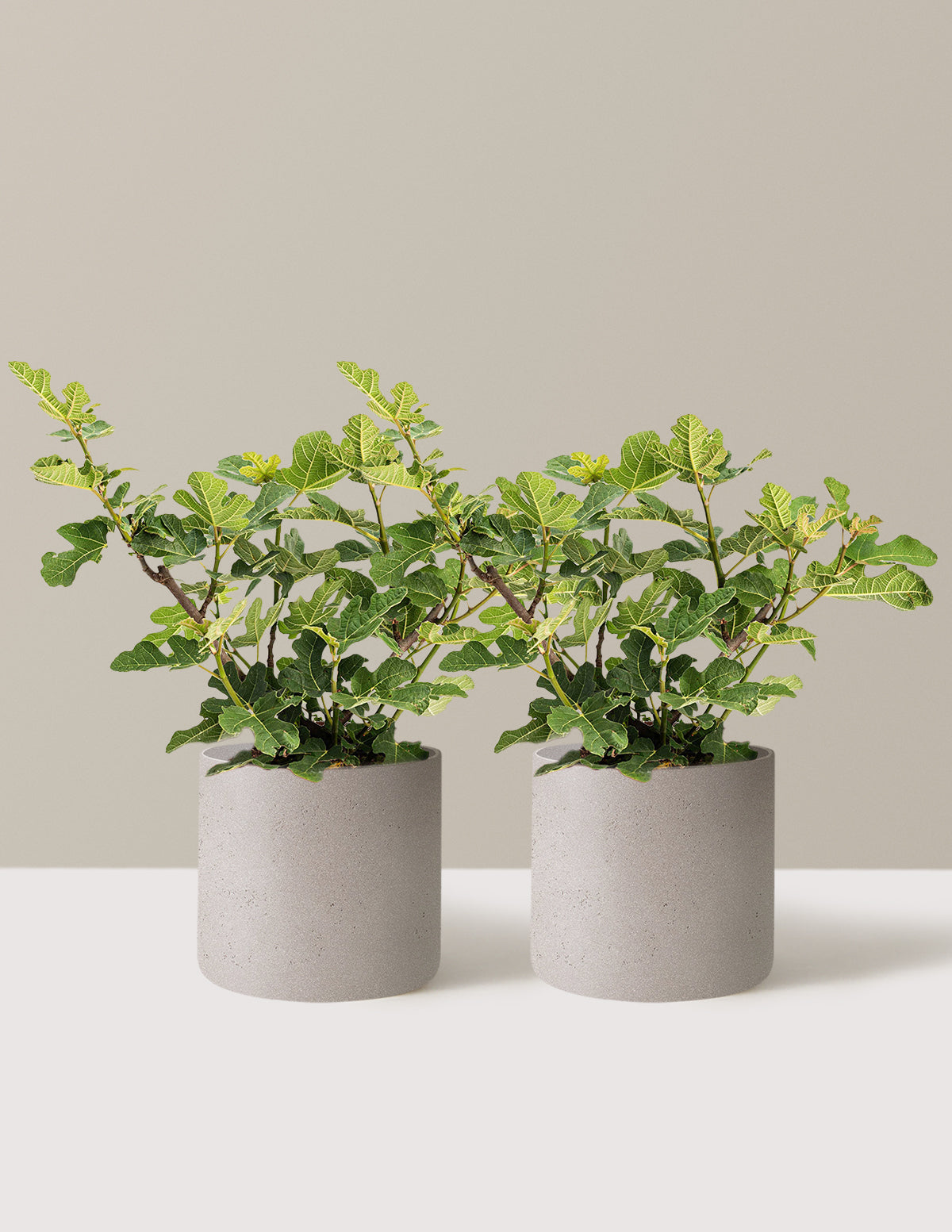 Chicago Hardy Fig Tree