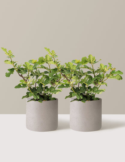 Chicago Hardy Fig Tree