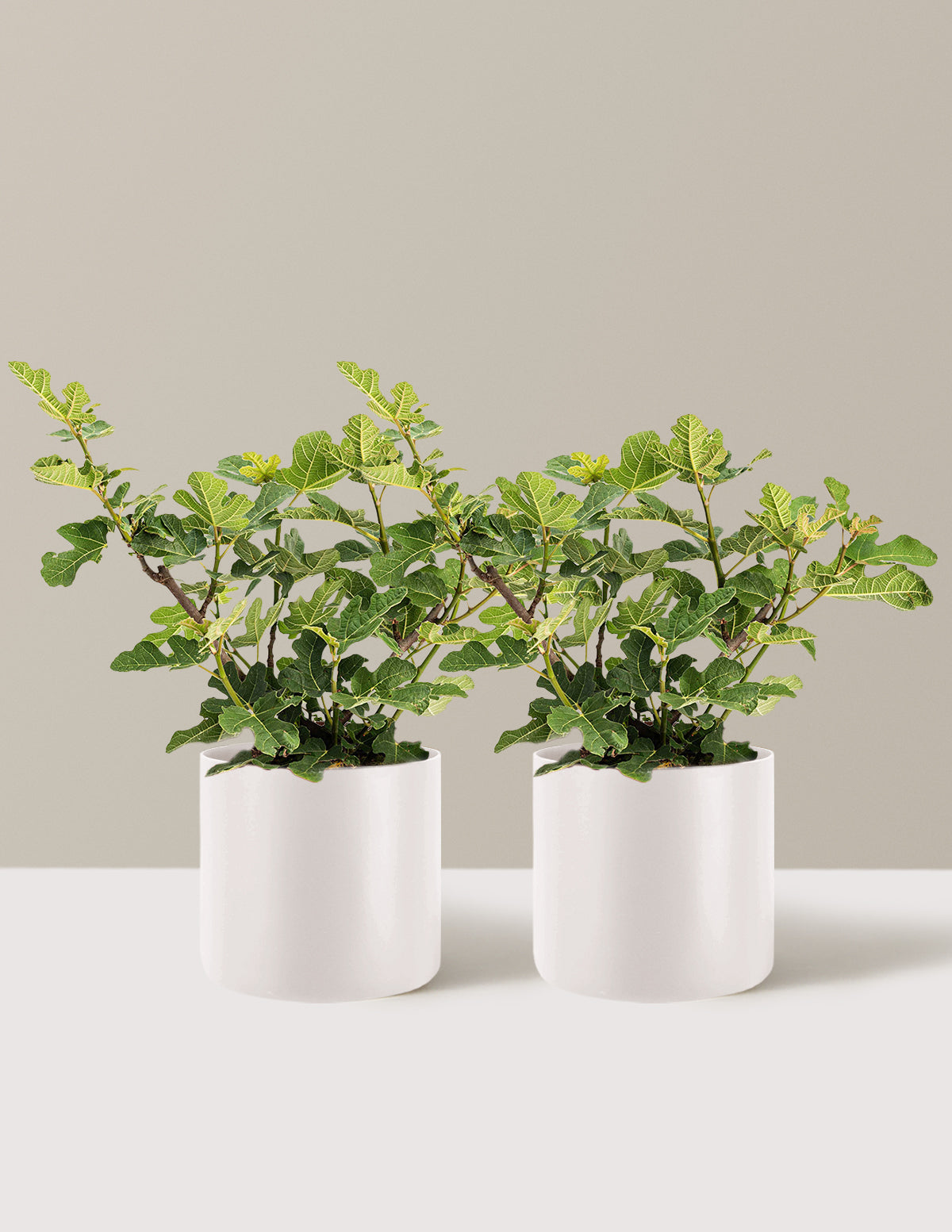 Chicago Hardy Fig Tree