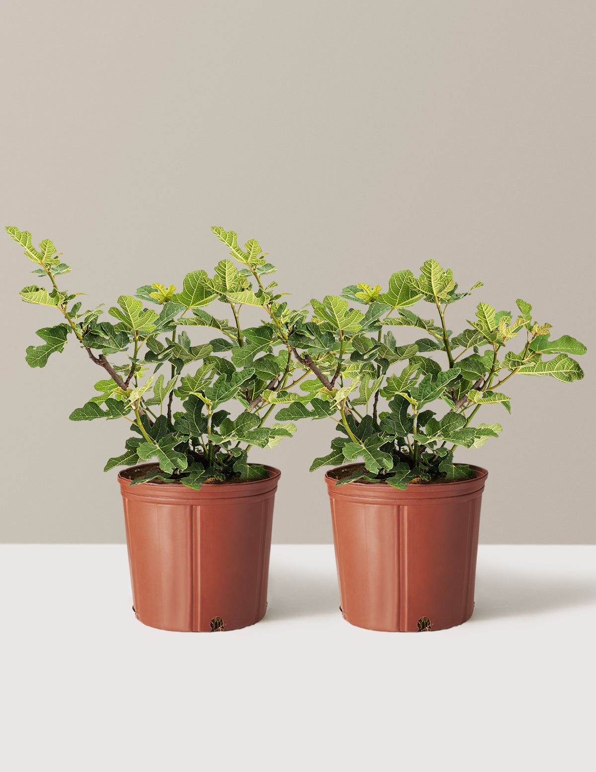 Chicago Hardy Fig Tree