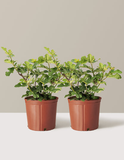 Chicago Hardy Fig Tree