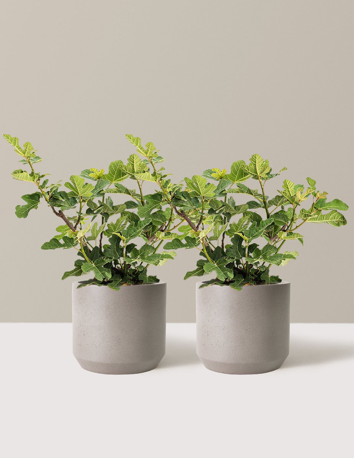 Chicago Hardy Fig Tree