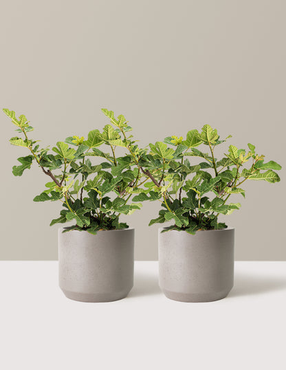 Chicago Hardy Fig Tree