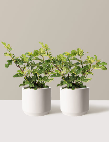 Chicago Hardy Fig Tree