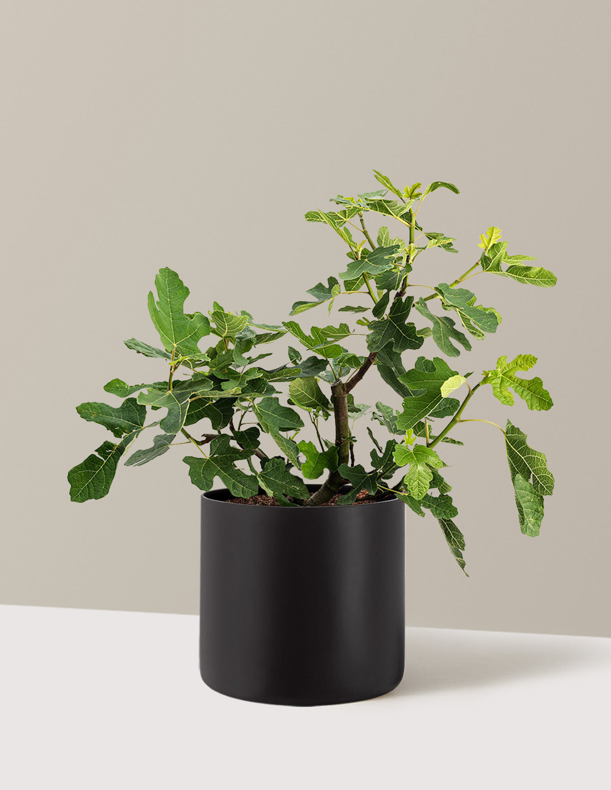 bundle | 3 Gallon - Single | Agnes | Black